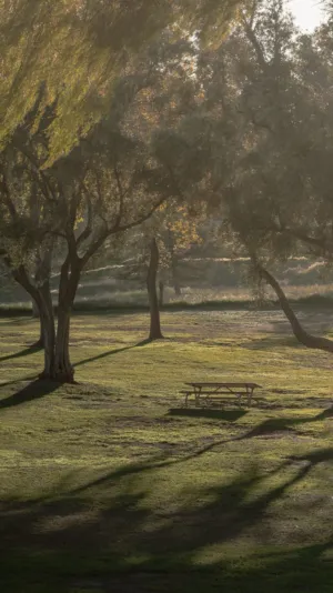 Sunlit Park