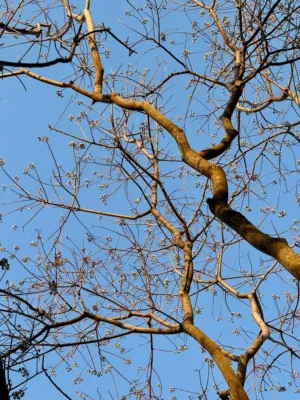 Bare Tree Branches
