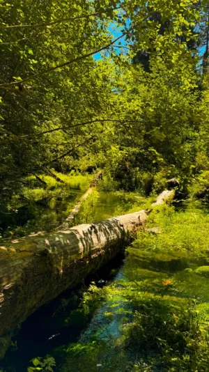 Forest Stream