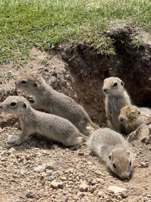 Gopher Family