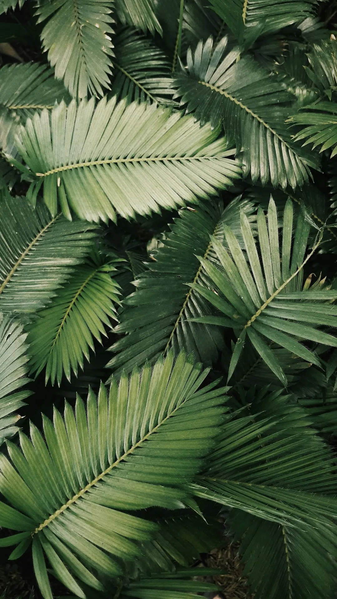Green Palm Leaves
