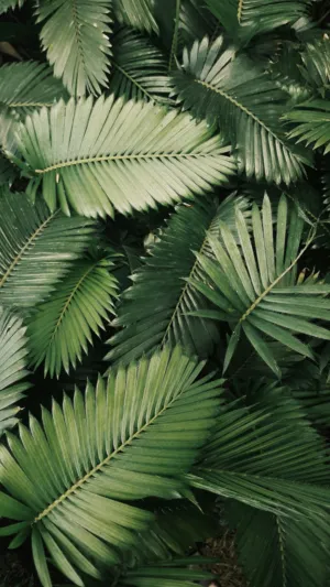 Green Palm Leaves