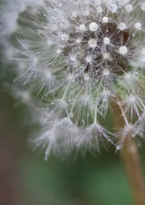 Dewy Dandelion