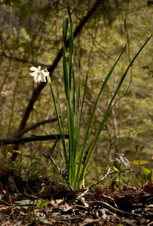 White Wildflower