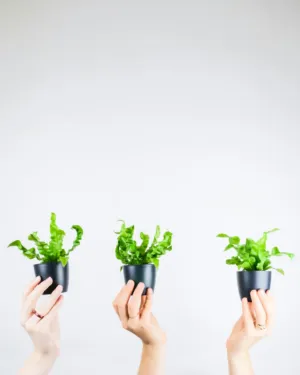 Hands Holding Potted Plants