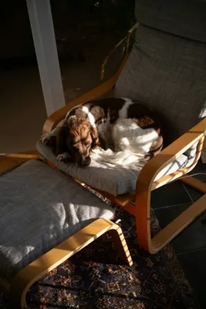 Dog In Sunlight