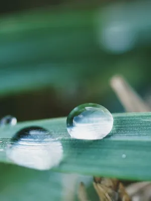 Dew On Grass