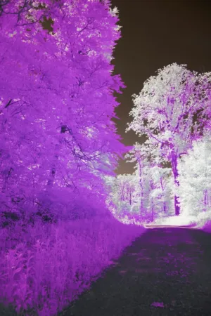 Infrared Forest Path