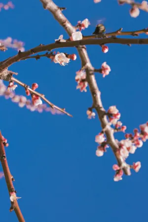 Blossoming Tree