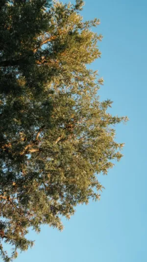 Treetop Against Clear Sky