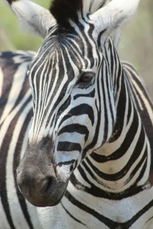 Zebra Portrait