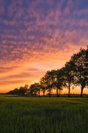 Sunset In The Countryside
