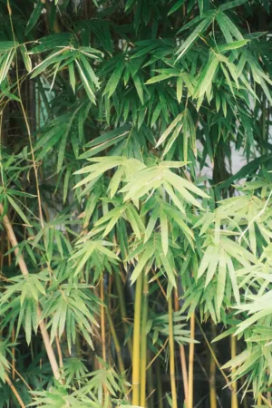 Bamboo Forest