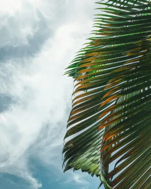 Palm Frond Against Sky
