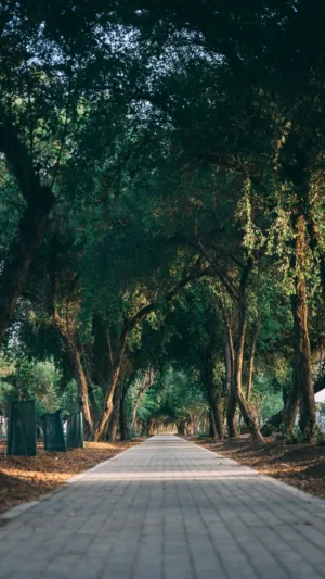 Tree Lined Pathway