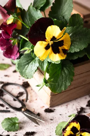 Garden Pansies