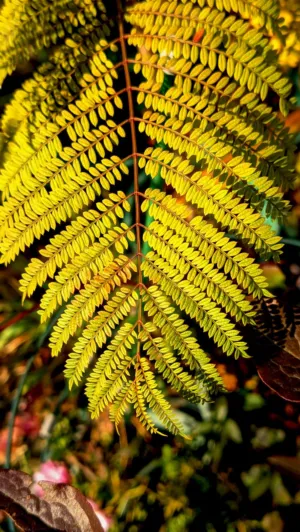 Golden Fern