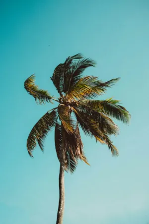 Palm Tree Against Sky