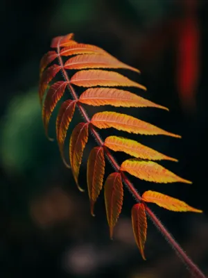 Autumn Leaf