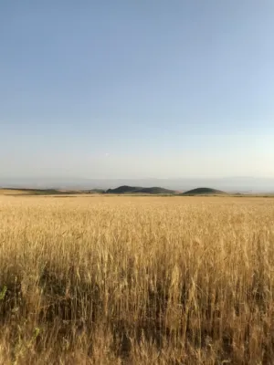 Golden Wheat Field