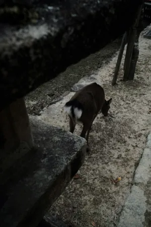 Deer In A Park