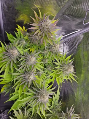 Cannabis Plants In Grow Tent