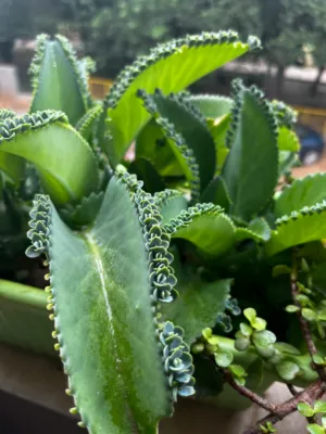 Green Succulent Plant