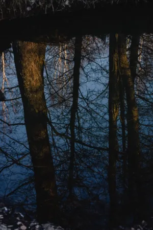 Reflection Of Trees In Water