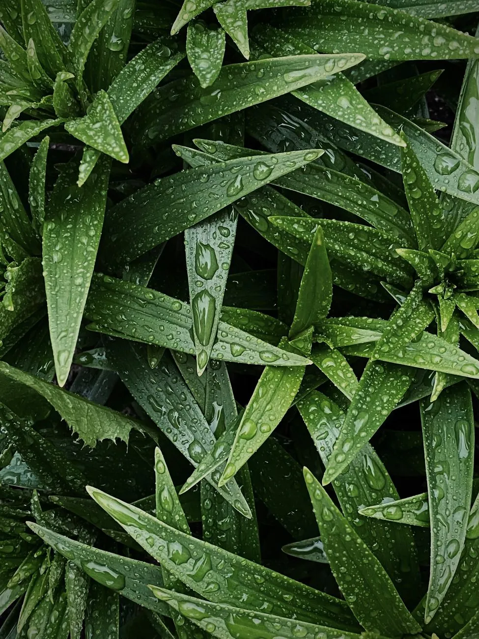 Rainy Day Greens