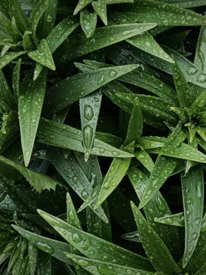 Rainy Day Greens