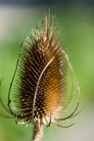 Thistle In Bloom