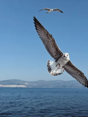 Seagull In Flight