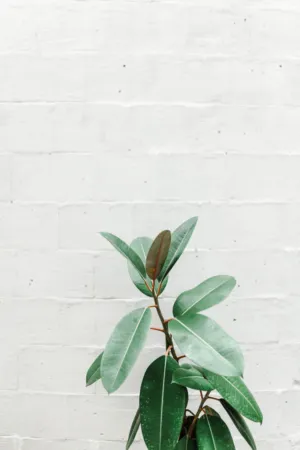 Green Plant Against White Wall