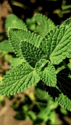 Green Leaf Close-Up