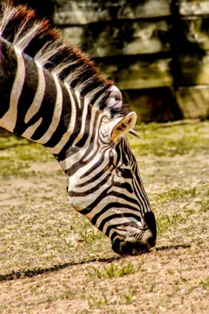 Zebra Grazing