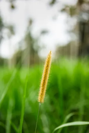 Yellow Grass Seed Head