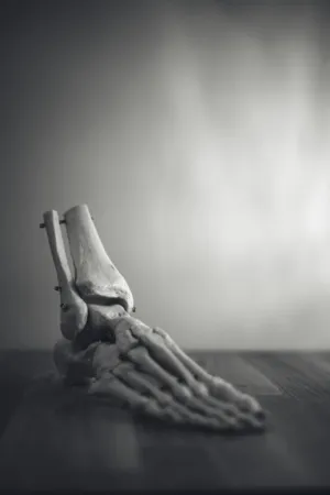 Anatomical Foot Model