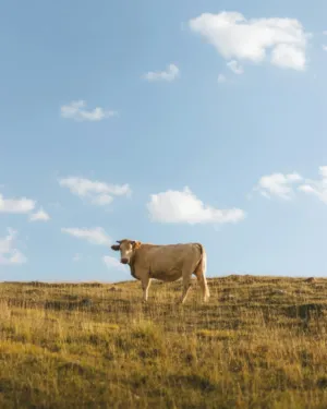 Cow In A Field
