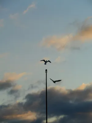 Birds In Flight