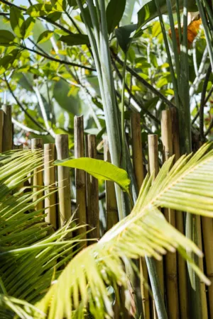Bamboo Fence And Tropical Leaves