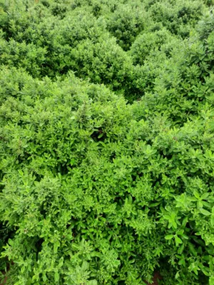 Green Hedge