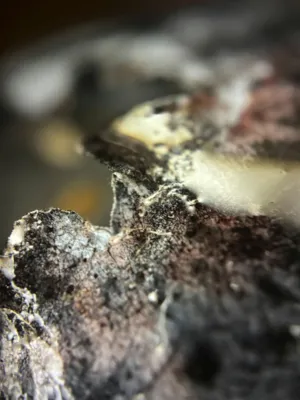 Moldy Surface
