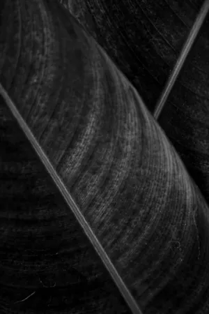 Black And White Leaf