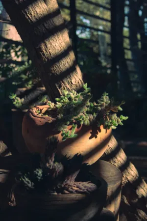 Sunlit Succulent