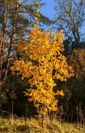 Golden Autumn Tree