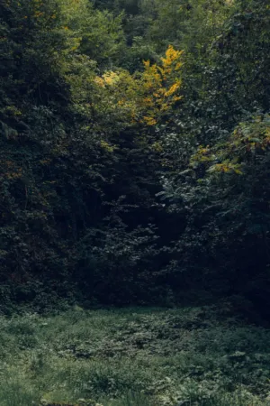 Forest Path
