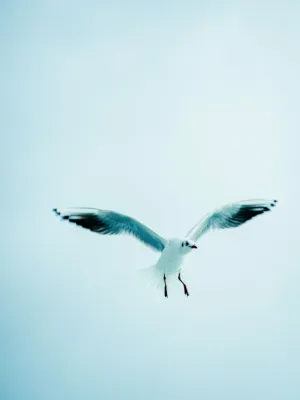 Seagull In Flight