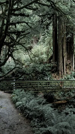 Forest Path With Bridge