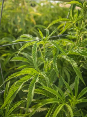 Green Leafy Plants