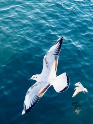 Seagulls In Flight